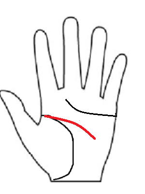 薬指の下付近で標準的な長さの知能線。ワンピースのルフィのような「水の属性」で、本質を突き調和を重んじる天才性の図。